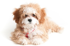 A cavapoo puppy isolated on white. Cavapoo is a hybrid of a Cavalier King Charles Spaniel and a Poodle. They are part of a new trend of dogs called "Designer Dogs".