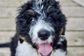 A close up of a happy and healthy three month old Bernedoodle Puppy.